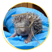 Hogwatch Dumbarton Hedgehog Rescue
